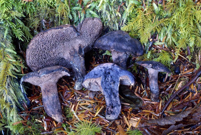 Sarcodon fuscoindicus